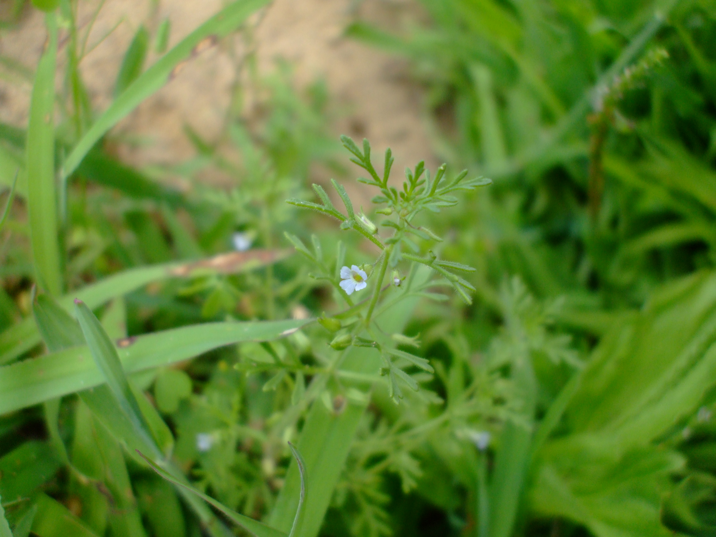 Leucospora multifida
